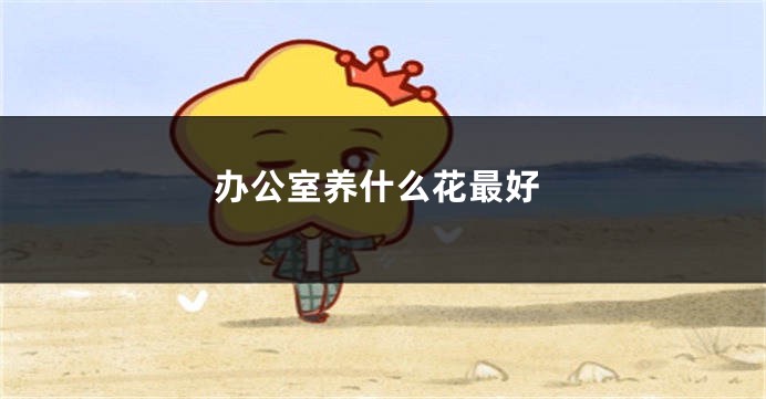 办公室养什么花最好