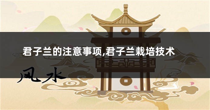 君子兰的注意事项,君子兰栽培技术