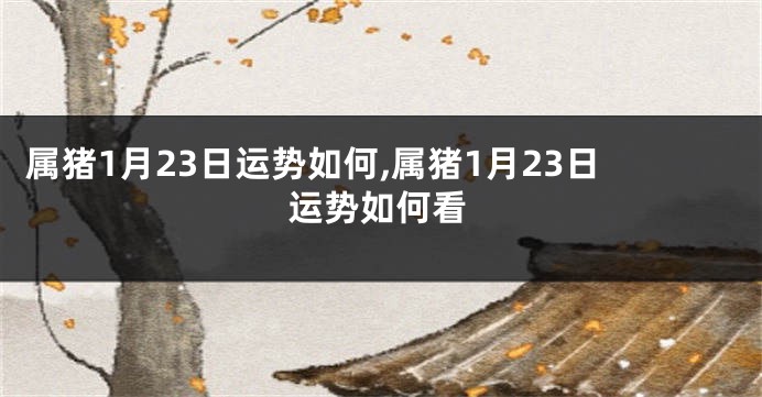 属猪1月23日运势如何,属猪1月23日运势如何看