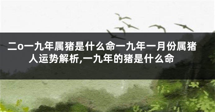 二o一九年属猪是什么命一九年一月份属猪人运势解析,一九年的猪是什么命