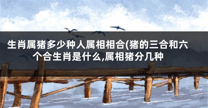 生肖属猪多少种人属相相合(猪的三合和六个合生肖是什么,属相猪分几种