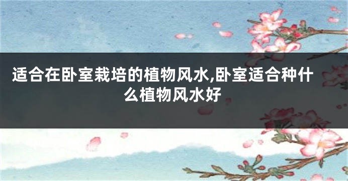 适合在卧室栽培的植物风水,卧室适合种什么植物风水好