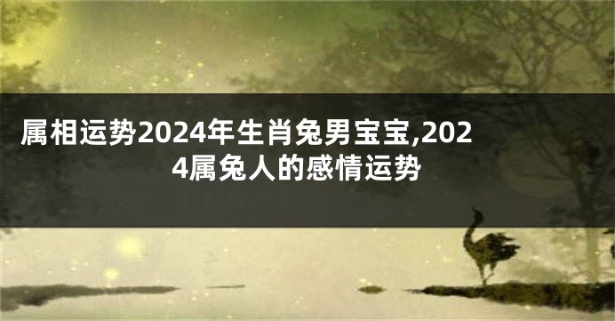 属相运势2024年生肖兔男宝宝,2024属兔人的感情运势