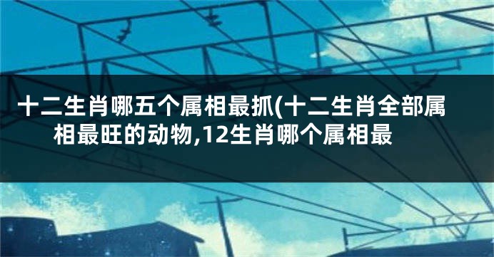 十二生肖哪五个属相最抓(十二生肖全部属相最旺的动物,12生肖哪个属相最