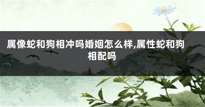 属像蛇和狗相冲吗婚姻怎么样,属性蛇和狗相配吗