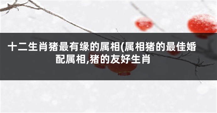 十二生肖猪最有缘的属相(属相猪的最佳婚配属相,猪的友好生肖