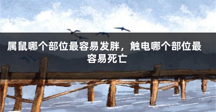 属鼠哪个部位最容易发胖，触电哪个部位最容易死亡