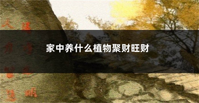 家中养什么植物聚财旺财