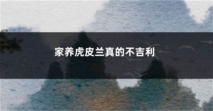 家养虎皮兰真的不吉利