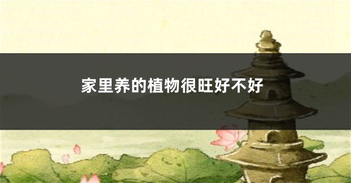 家里养的植物很旺好不好