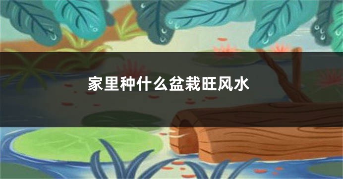 家里种什么盆栽旺风水