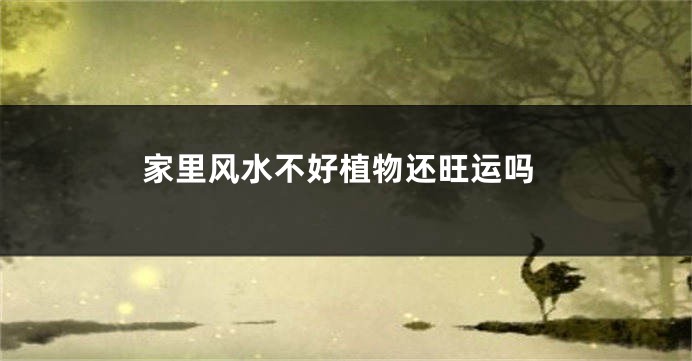 家里风水不好植物还旺运吗