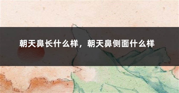 朝天鼻长什么样,朝天鼻侧面什么样