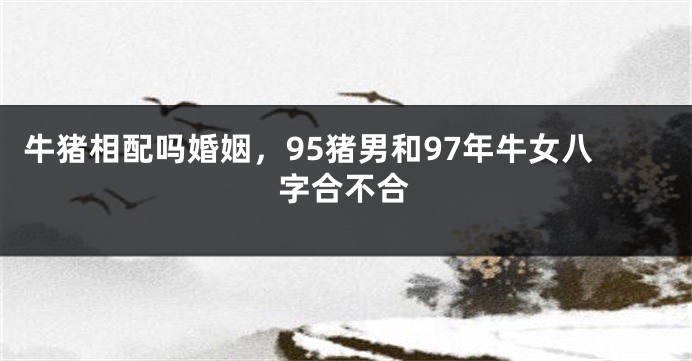 牛猪相配吗婚姻，95猪男和97年牛女八字合不合