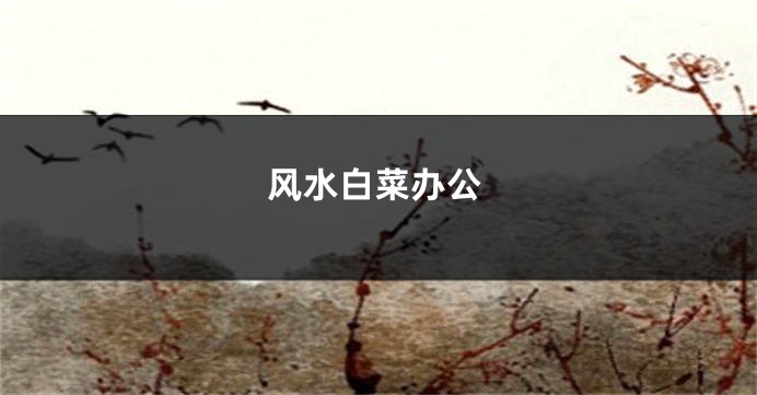 风水白菜办公