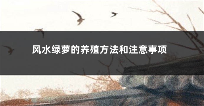 风水绿萝的养殖方法和注意事项