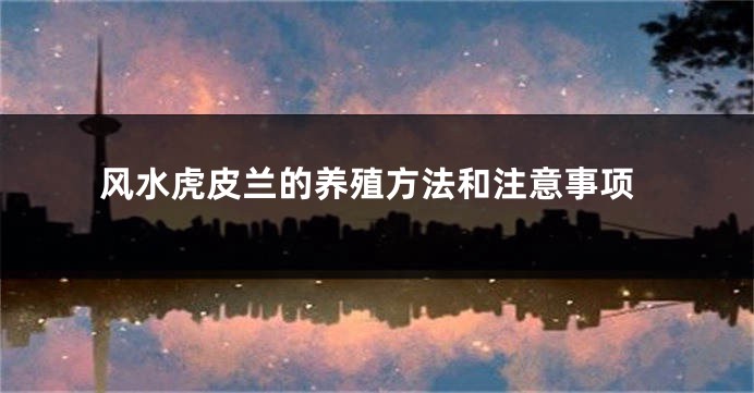 风水虎皮兰的养殖方法和注意事项
