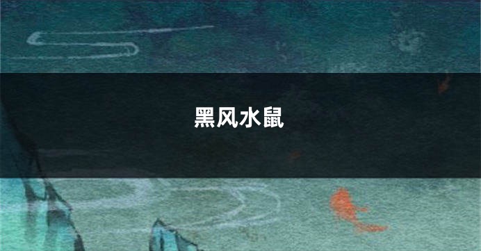 黑风水鼠