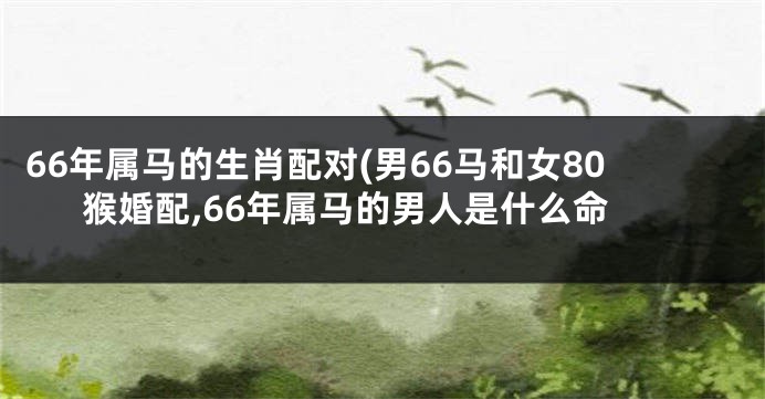 66年属马的生肖配对(男66马和女80猴婚配,66年属马的男人是什么命