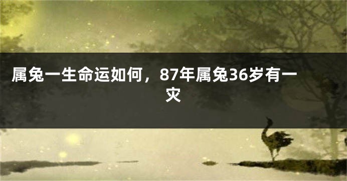属兔一生命运如何，87年属兔36岁有一灾