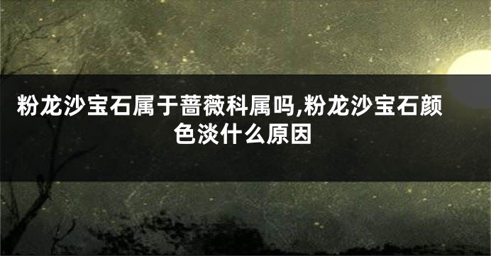 粉龙沙宝石属于蔷薇科属吗,粉龙沙宝石颜色淡什么原因