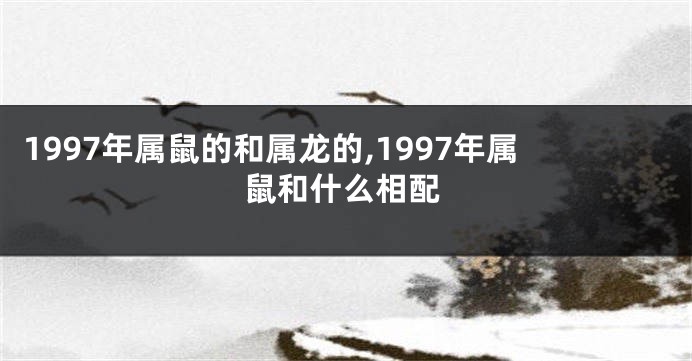 1997年属鼠的和属龙的,1997年属鼠和什么相配