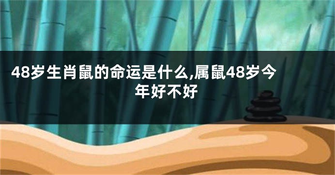 48岁生肖鼠的命运是什么,属鼠48岁今年好不好