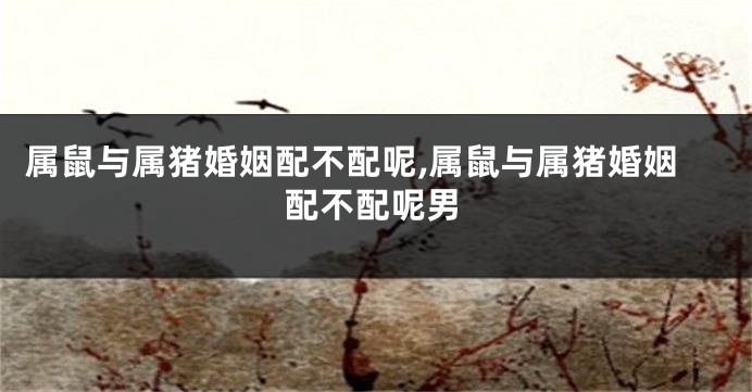 属鼠与属猪婚姻配不配呢,属鼠与属猪婚姻配不配呢男