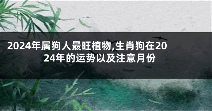 2024年属狗人最旺植物,生肖狗在2024年的运势以及注意月份