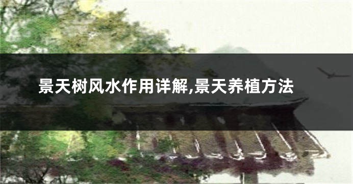 景天树风水作用详解,景天养植方法