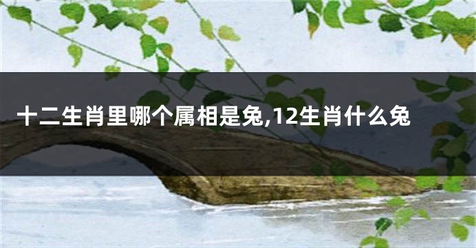 十二生肖里哪个属相是兔,12生肖什么兔