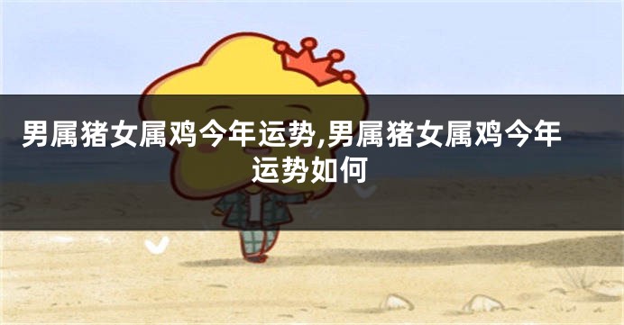 男属猪女属鸡今年运势,男属猪女属鸡今年运势如何