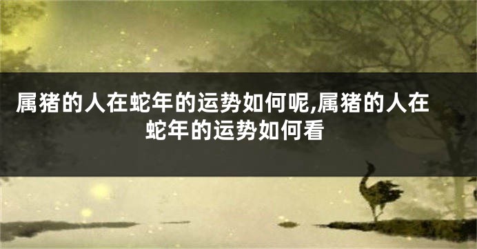 属猪的人在蛇年的运势如何呢,属猪的人在蛇年的运势如何看