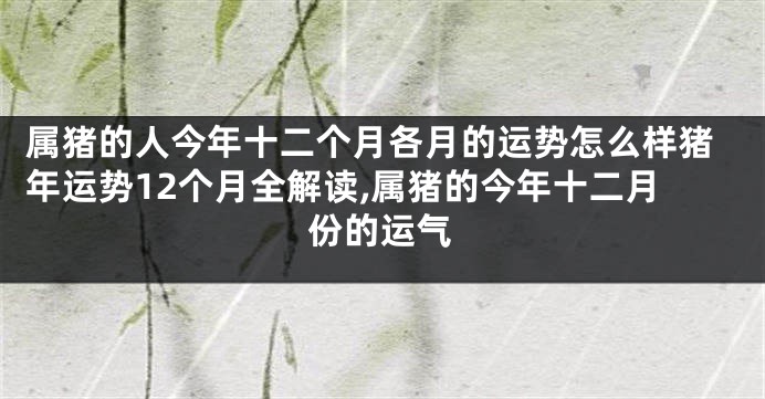 属猪的人今年十二个月各月的运势怎么样猪年运势12个月全解读,属猪的今年十二月份的运气
