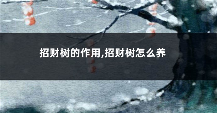 招财树的作用,招财树怎么养