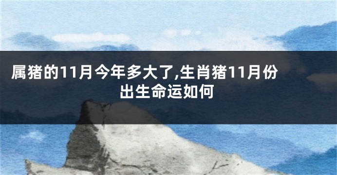属猪的11月今年多大了,生肖猪11月份出生命运如何
