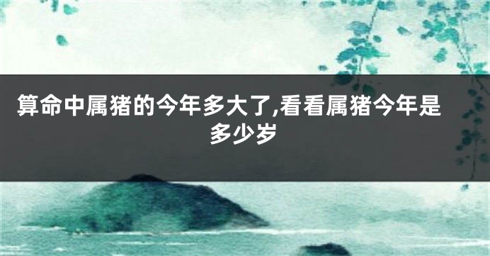 算命中属猪的今年多大了,看看属猪今年是多少岁