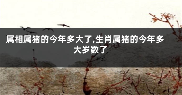 属相属猪的今年多大了,生肖属猪的今年多大岁数了
