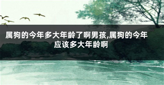 属狗的今年多大年龄了啊男孩,属狗的今年应该多大年龄啊
