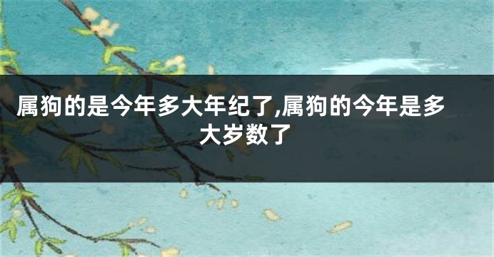 属狗的是今年多大年纪了,属狗的今年是多大岁数了