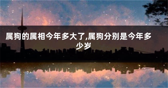 属狗的属相今年多大了,属狗分别是今年多少岁