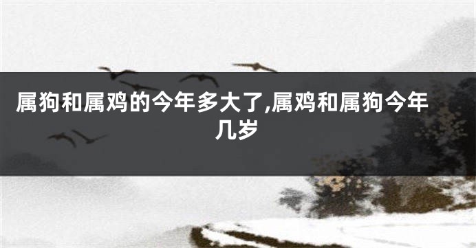 属狗和属鸡的今年多大了,属鸡和属狗今年几岁