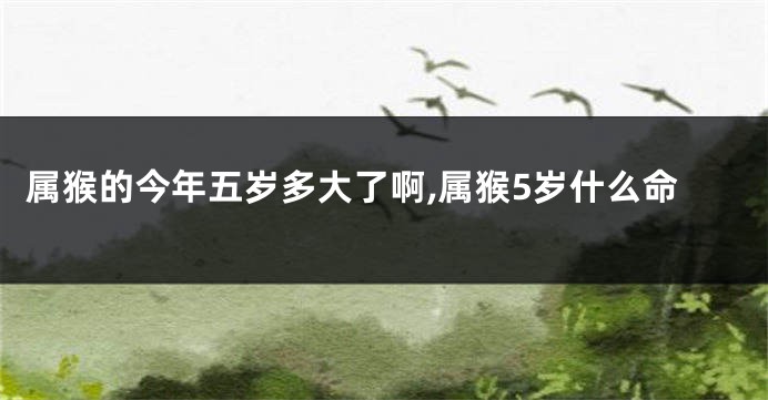 属猴的今年五岁多大了啊,属猴5岁什么命