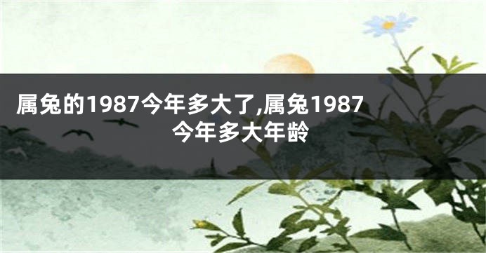 属兔的1987今年多大了,属兔1987今年多大年龄