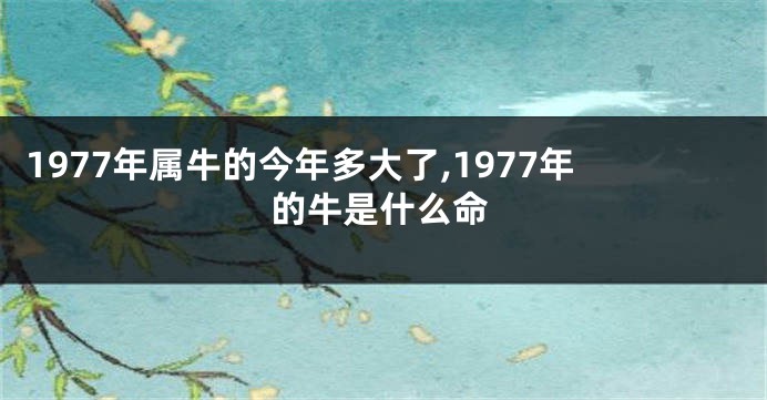 1977年属牛的今年多大了,1977年的牛是什么命