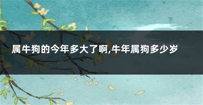 属牛狗的今年多大了啊,牛年属狗多少岁