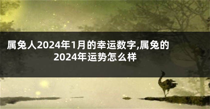 属兔人2024年1月的幸运数字,属兔的2024年运势怎么样